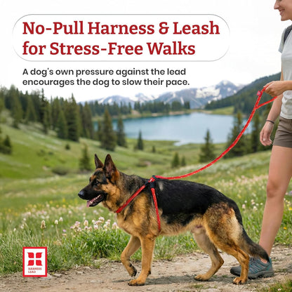 Ultimate No Pull Dog Harness & Leash Set - Cushioned, Reflective Design for All Breeds - Escape-Proof & Comfortable (Small/Medium, Orange)